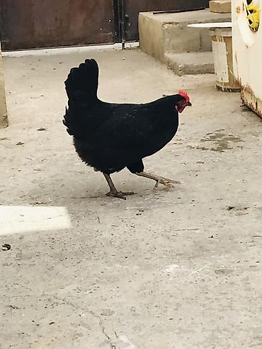 Kənd təsərrüfatı quşları: Toyuq, Yumurtalıq, Ünvandan götürmə — 1
