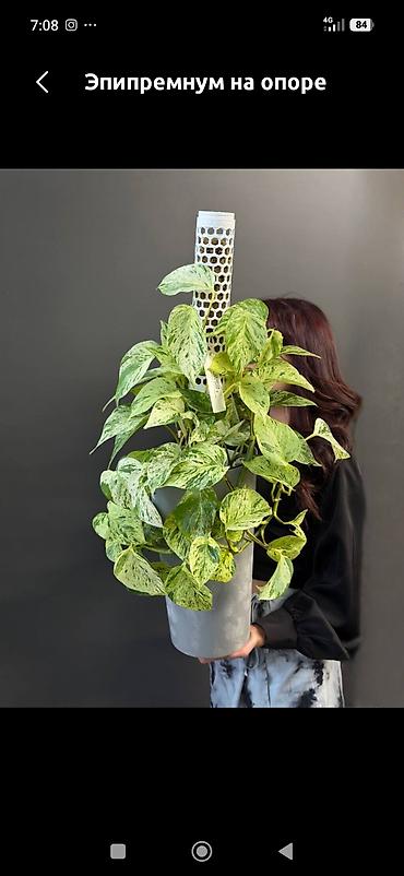 делал: Традесканция (Tradescantia fluminensis/сп. «зелёная» с фиолетовой — 10