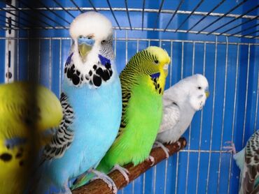 голуби голубей птицы: Волнистые чехи! Визуально определить чехов среди остальных