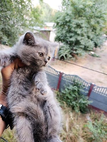 живой корм: Продаются шотландские котята (скоттиш-фолд и скоттиш-страйт) - — 5