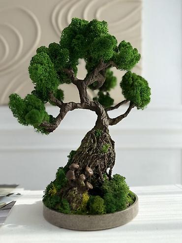 Декоративные цветы: Бонсай ручной работы из натурального стабилизированного мха от 1500 — 33