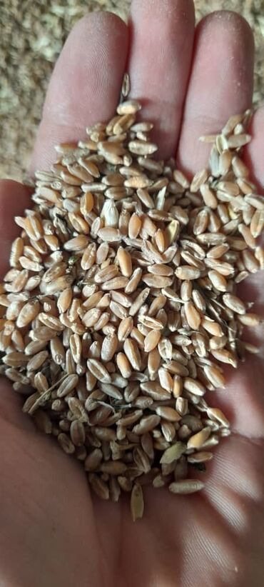 сено: Продаю пшеницу местную цена окончательная в наличии 18 тон