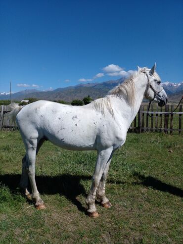 животные лошади: Продаю | Конь (самец) | Полукровка | Для разведения