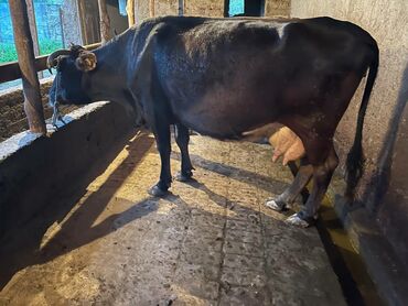 животные каровы: Продаю | Корова (самка) | Алатауская | Для молока