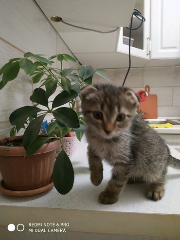 купить котенка вислоухого: Отдам Котенка в Добрые Руки! Котёнок тигрового окраса с короткой