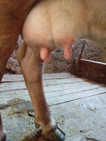 6 месяцев: Продаю | Корова (самка) | Алатауская | Для молока
