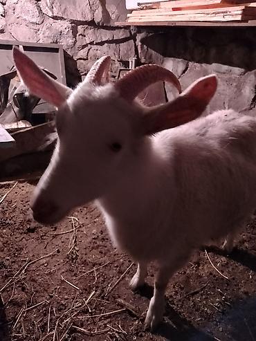 Козы, козлы: Продаю | Коза (самка), Козёл (самец), Козлёнок | Зааненская, Битал | Для разведения, Для молока | Племенные, Котные, Осеменитель — 16