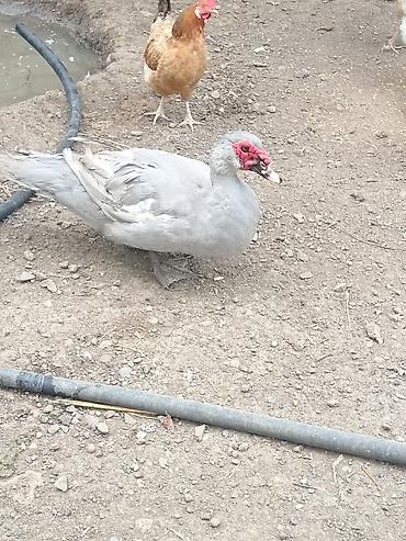 quzu satışı: Salam. Lal ördəkler satılır,Təmiz lavandadilar 1il yarımlixdilar — 2