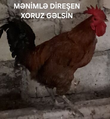 Balıqlar: Digər kənd təsərrüfatı heyvanları
