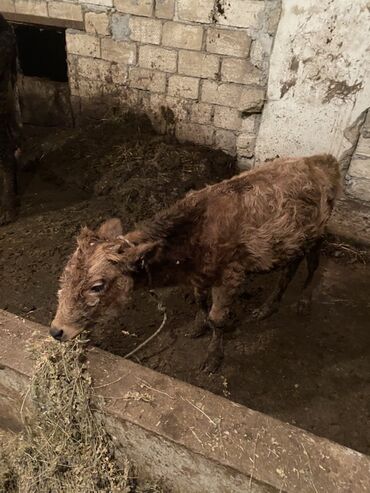 bmw 1 серия 118i at: 6 ayliq erkek dana yem ot yeyir tovle malidi çol uzu gormuyub