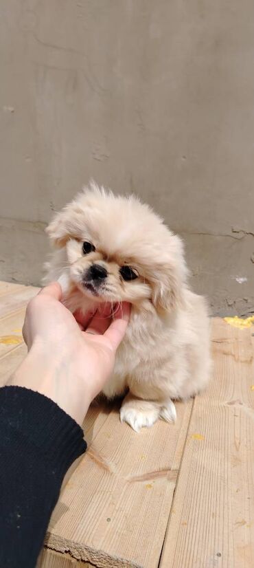 coban it: Pekines, 5 ay, Dişi