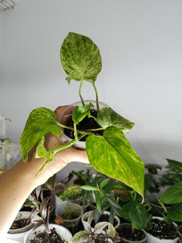 Другие комнатные растения: Продаются комнатные цветы. Токмок — 11