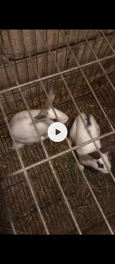 Məhsul: Dovşanlar (2 ədəd) Təsvir: - Ağırlıqlı olaraq ağ rəngli