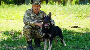 ит овчарка: Восточно-европейская овчарка (7 месяцев) сертификат родословности — 1