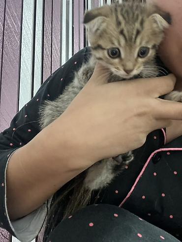 шотланский кошка: Шотландские вислоухие котята. Милые котята с характерными прижатыми — 6
