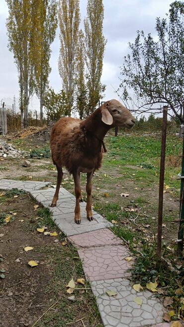 бараны рамановские: Продаю | Баран (самец)