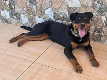 tap az alabay: Rotveyler — 1
