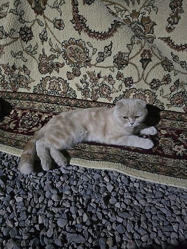 Мышыктар: Продаю Шотландская вислоухая кошка (скоттиш-фолд) мальчик 1,5годик - — 1