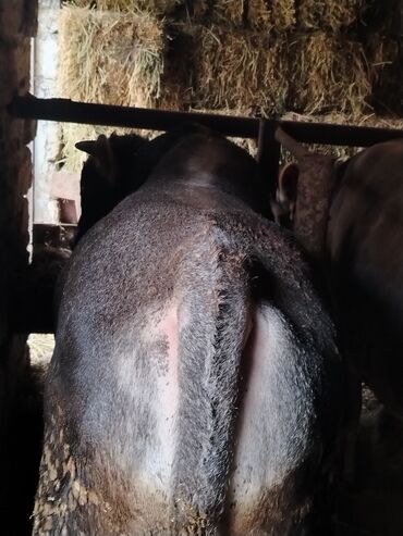 Inəklər, öküzlər: 6 baş dana satılır — 15