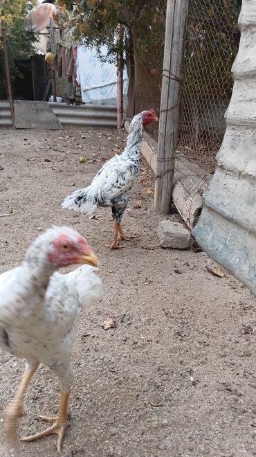 Toyuqlar: Toyuq, Damazlıq, Ünvandan götürmə — 10