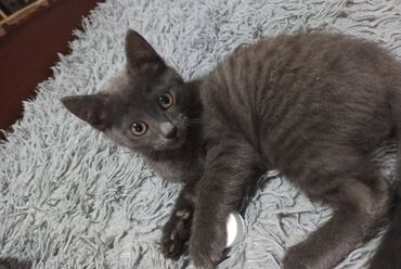 Продажа кошек: Беспородная, 2 месяца, Девочка, Серый