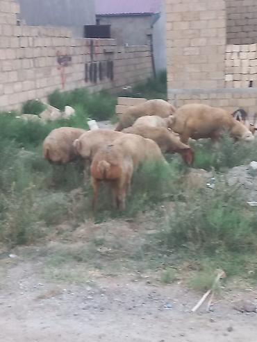 at və eşşəyin cütləşməsi: Salam 20 heyavandı 1ədədi erkək qoç 2dənədə erkək toxlu 17 dişi — 8
