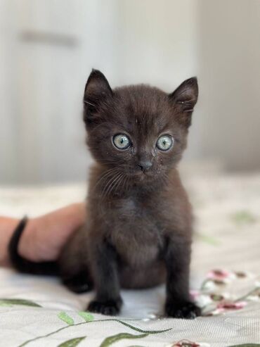 куплю шотландского вислоухого котенка: Отдам добрым заботливым людям котенка, 2,2 месяца. Кошка-мама