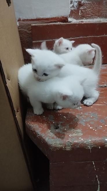 белые котята: Белоснежные котята девочка, мальчик - Окрас: полностью белый — 3