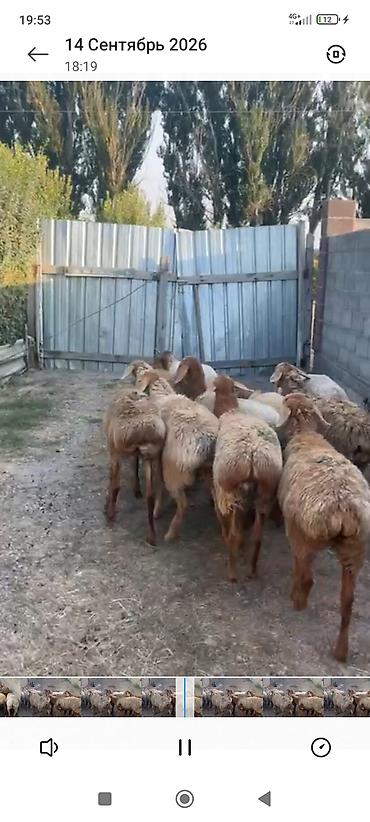 овце матки: Продаю | Овца (самка), Ягненок | Арашан — 1