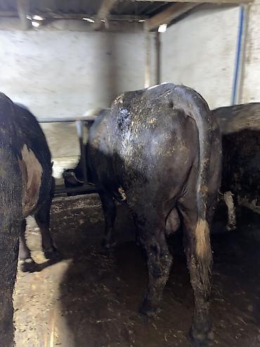 Коровы, быки: Продаю | Бык (самец) | На откорм | Привязанные — 15