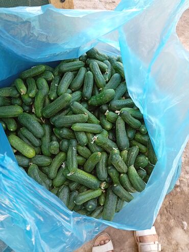 лимонная кислота где купить: Огурцы Оптом