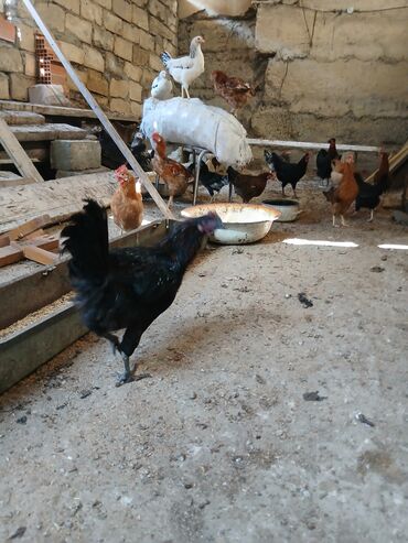 xoruzun nece rengi var: Məhsul: Ayam Cemani cinsi damazlıq xoruzlar (fərə də mövcuddur –