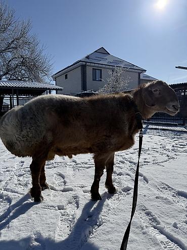 Баран, овца: Продаю | Баран (самец) | Арашан | Для разведения | Осеменитель — 13