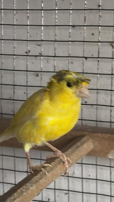 tutu quşu: Erkey bulbuler bir yawlarinda bawi kekili
yani cute hazir quwlardi — 1