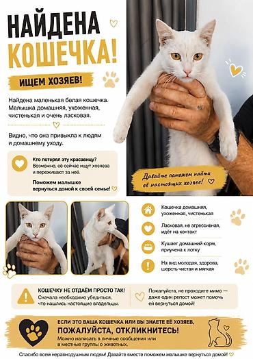 русская кошка: Найдена домашняя кошечка: белая, молодая, аккуратная и очень ласковая — 1