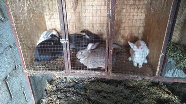 Кролики: Продаю | Крольчиха (самка), Кролик самец, Крольчата | Белый великан | Для разведения