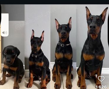 аргентинский дог: Доберман, 1 год Кабель . Все команды знают. Охраняет дом 🏠