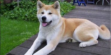 itlerin satişi: Akita-inu, 1 ay, Erkek