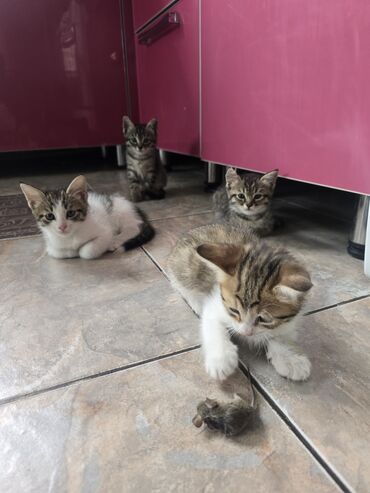 дом для кош: Кошка даром: Беспородная, 2 месяца, Мальчик, Приучена к лотку