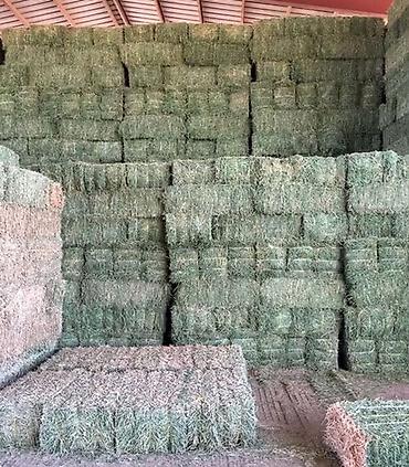 пшеница тритикале: 🚨 СЕНО ЧӨП ТҮКТӨРҮ ШАШЫЛЫШ САТЫЛАТ! 🌾 ✅ Баасы 250 сомдон башталат! ✅ — 2