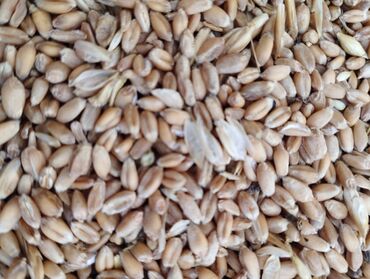 будай урон: Будай сатам Интенсивдүү сорт, 35 сом 1 кг, продаю пшеницу сорт