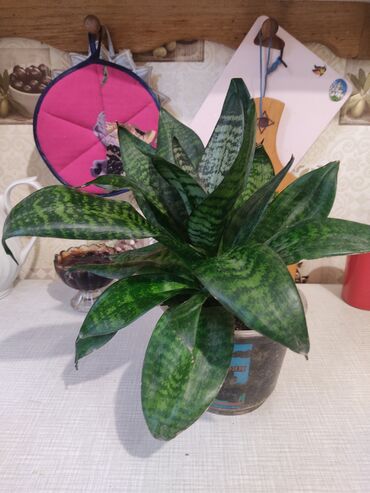 Другие комнатные растения: 1.Щучий хвост ( тещин язык) 2.Алоэ вера 3. Алоэ древовидный — 6