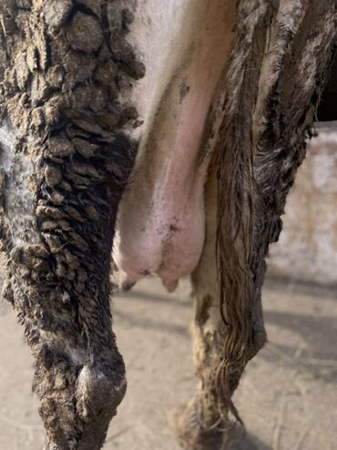 Коровы, быки: Продаю | Корова (самка) | Для разведения | Привязанные — 14