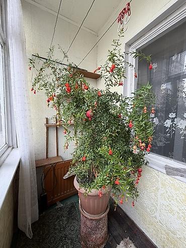 продаю карагач: Комнатный гранат (Punica granatum) в большом горшке - Плодоносящий — 1