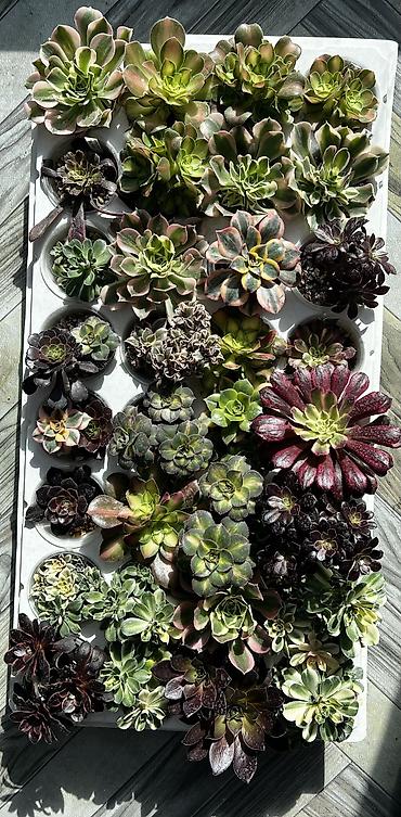 Другой декор и предметы интерьера: Продаю суккуленты: эхеверии, седумы, крассулы, эониумы алоэ — 4