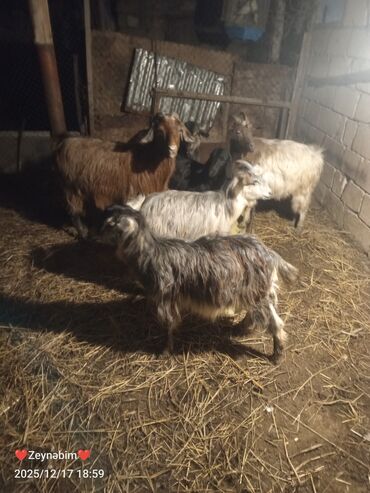 Keçi, çəpiş: 7 bas disi damazliga yararli elde saxlanan tam saglam keci cepis — 2