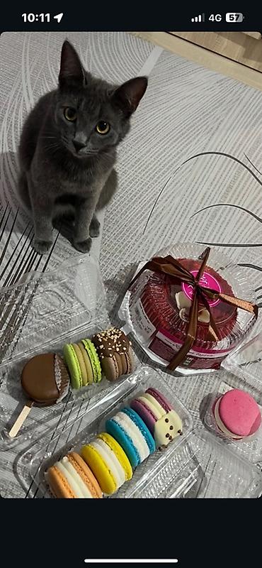 Отдам даром кошку: Кошка даром: Британская короткошёрстная, 1 год, Мальчик — 1