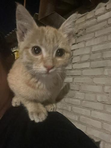 жалал абад кошки: Кошка даром: Беспородная, 2 месяца, Мальчик — 6