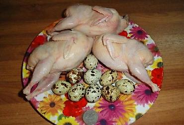 А/ч жаныбарлары үчүн тоюттар: Мясо перепелов. Тушки 200 - 250 гр — 1