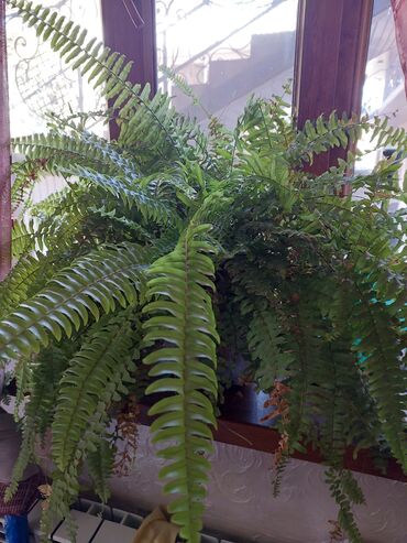 растения для офиса: Папоротник нефролепис (Nephrolepis exaltata), крупный куст в горшке